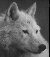 wolf_l.jpg (1361 Byte)