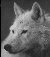 wolf_r.jpg (1341 Byte)